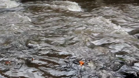 Water flowing in a river Stock Footage 222731724