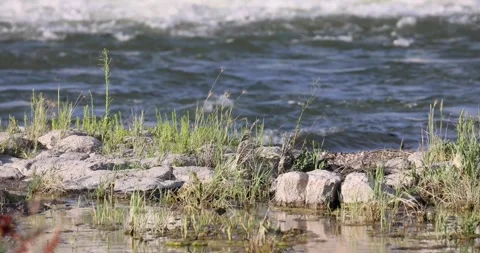 Water flowing on a river 스톡 동영상 247448715