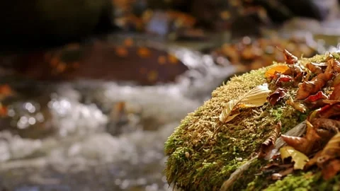 Water flowing into the river Stock Footage 319770872