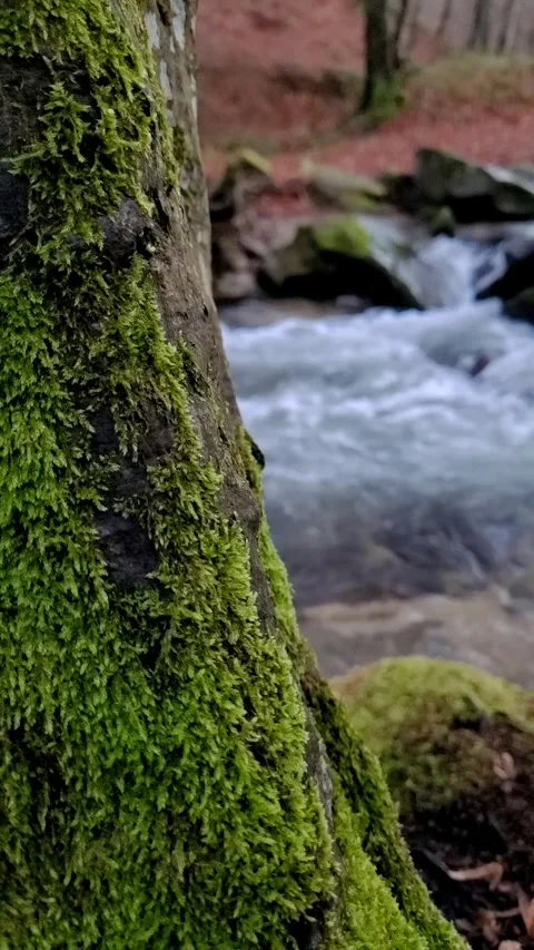 Water flowing into the river Stock Footage 323296354
