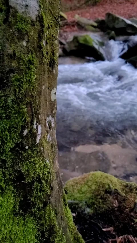 Water flowing into the river Stock Footage 323296356