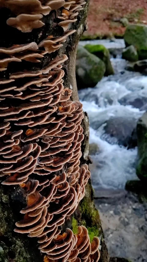 Water flowing into the river Stock Footage 323296367