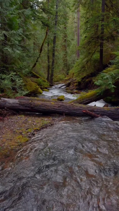 Water flowing river in the forest Stock Footage 274040663