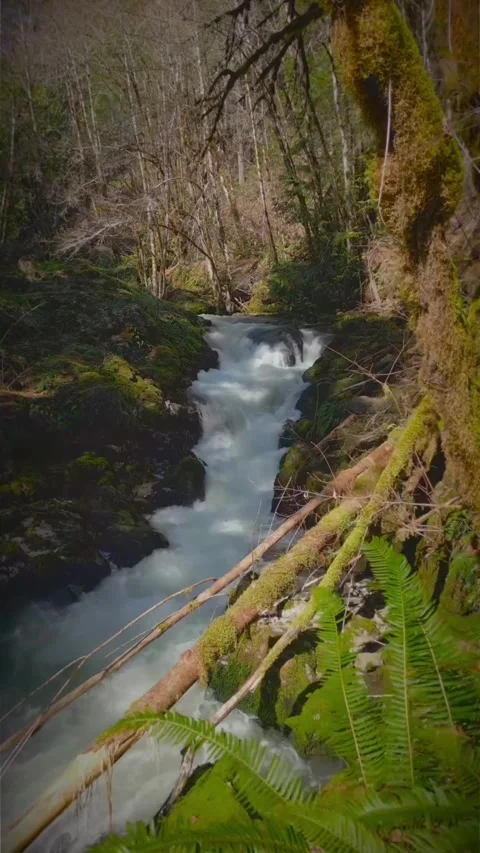 Water flowing from river in the forest Stock Footage 274041003