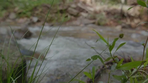 Water flowing in river with Rack Focus in Slow mo Stock Footage 207953368