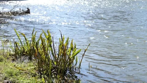 Water flowing into the river with reflection of the sun Stock-Footage 244299206