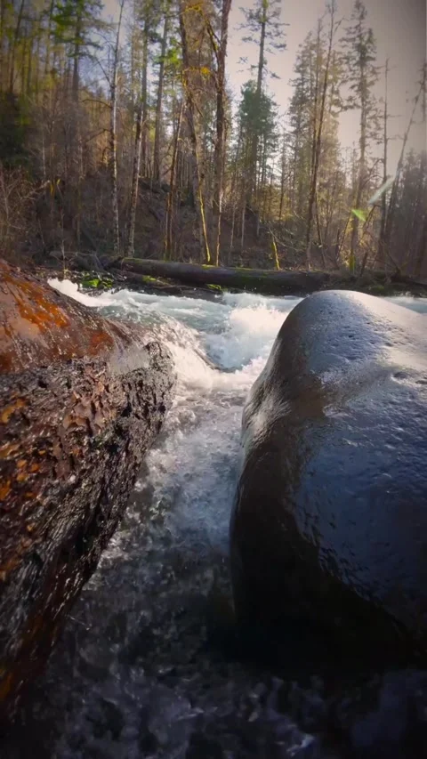 Water flowing from rocks into the forest Stock Footage 274040997