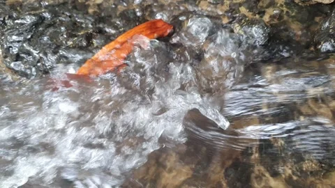 Water flowing in a rocky river Stock Footage 310526992