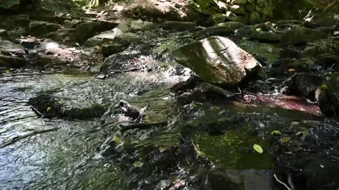 Water flowing in small creek called Forsakar in southern Sweden Stock Footage 137382811