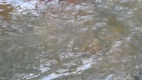 Water Flowing in a Small Forest Stream Stock Footage 308528858