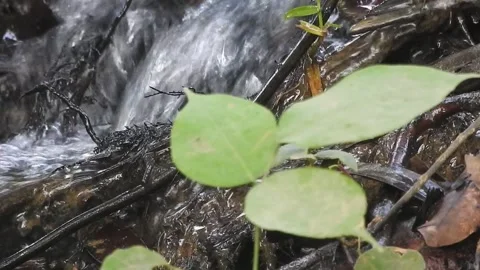 Water Flowing in a Small Forest Stream Stock Footage 308528865