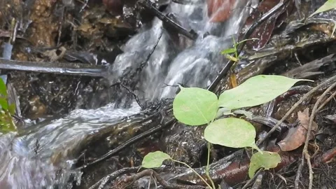 Water Flowing in a Small Forest Stream Stock Footage 308529020