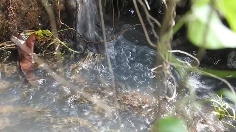 Water Flowing in a Small Forest Stream Stock Footage 308529078