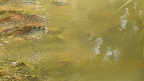 Water Flowing in a Small Forest Stream Stock Footage 308529391