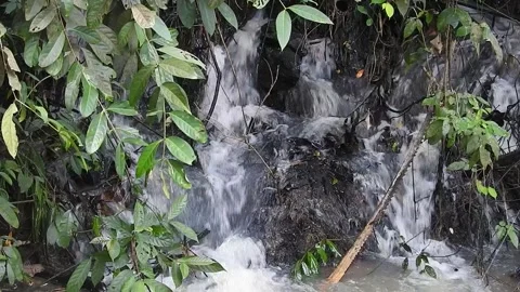 Water Flowing in a Small Forest Stream Stock Footage 308529502