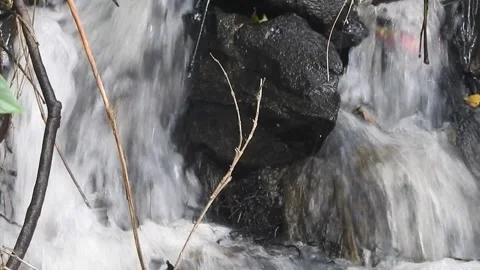 Water Flowing in a Small Forest Stream Stock Footage 308529518