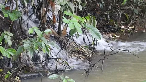 Water Flowing in a Small Forest Stream Stock Footage 308529534