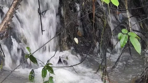 Water Flowing in a Small Forest Stream Stock Footage 308529740