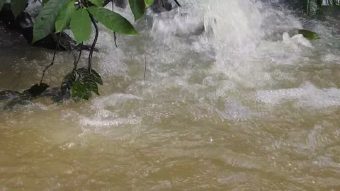 Water Flowing in a Small Forest Stream Stock Footage 308529741