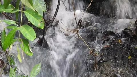 Water Flowing in a Small Forest Stream Stock Footage 308529744