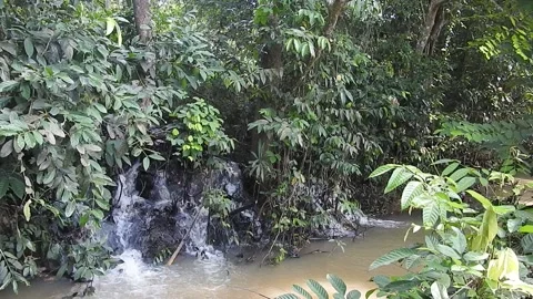 Water Flowing in a Small Forest Stream Stock Footage 308530120