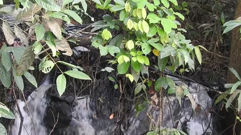 Water Flowing in a Small Forest Stream Stock-Footage 308530134