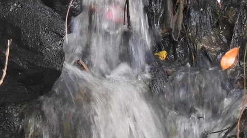 Water Flowing in a Small Forest Stream Stock Footage 308530136