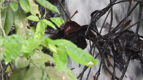 Water Flowing in a Small Forest Stream Stock Footage 308530267