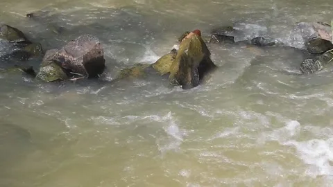 Water Flowing in a Small Forest Stream Stock Footage 308530516