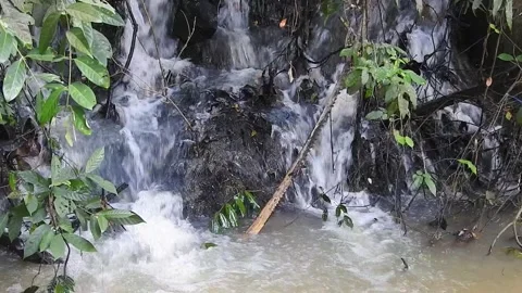 Water Flowing in a Small Forest Stream Stock Footage 308530542