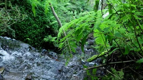 Water flowing in a small forest stream Vidéo 333695754