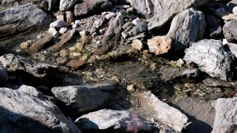 Water flowing in a small mountain river - Italy Stock Footage 315515000