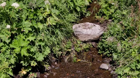 Water flowing in a small mountain river - Italy Stock Footage 315515017