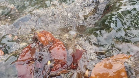 Water flowing in a small river Video stock 304782521