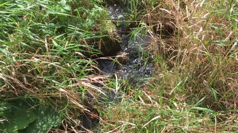 Water flowing in a small stream Video stock 130348038