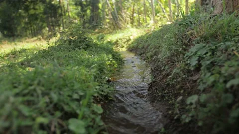 Water flowing in a small stream surrounded by grass, in Ethiopia Stock Footage 199647680