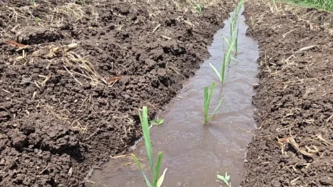 Water Flowing Smoothly Through Tilled Soil Furrow to Hydrate Young Sugarcane Pla Stock Footage 337055328