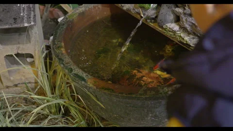 Water Flowing into Stone Basin with Fish and Plants Stock Footage 328525678