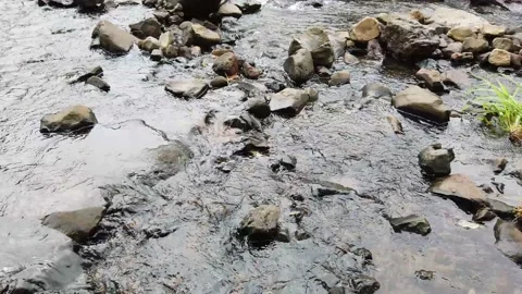 Water flowing in stream  Stock Footage 135970075