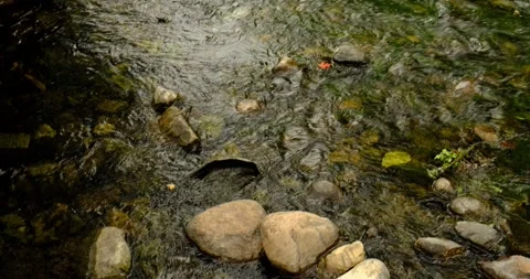 Water flowing in a Stream 스톡 동영상 172456693