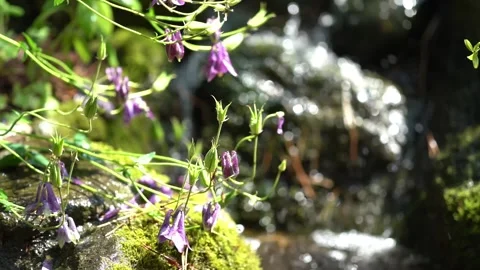 Water flowing in the stream in the forest Stock Footage 281493595