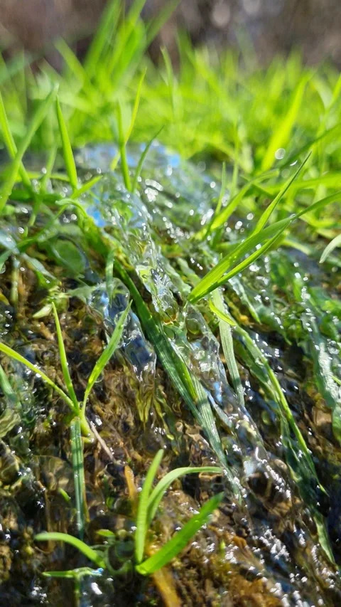 Water flowing in a stream through vibrant green grass blades on a sunny day Stock Footage 327724626