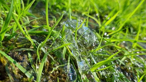Water flowing in a stream through vibrant green grass blades on a sunny day Stock Footage 327724780