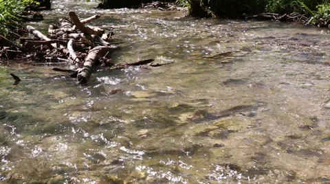 Water flowing throug a shallow riverbed 스톡 동영상 37897003