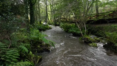 Water Flowing Through Along The River Walk And Trees Stock Footage 289561649