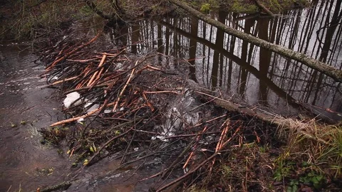 Water flowing through a beaver dam on the river Video stock 122370605