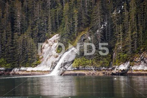 Water flowing through evergreens Stock Photos