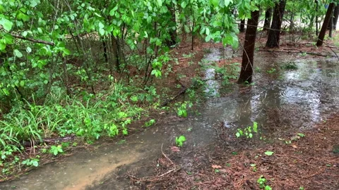 Water flowing through flooded forest after thunderstorm Stock Footage 146756428