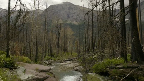 Water flowing through the forest Stock Footage 97609479