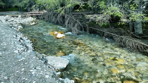 Water flowing through the forest Stock Footage 243447079